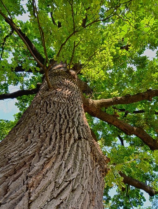 looking up the trunk of an oak tree