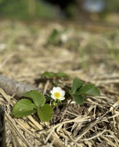 young strawberry plant with flower growing in a bed of straw