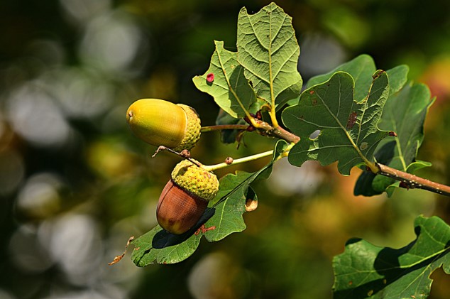 acrons growing on a tree