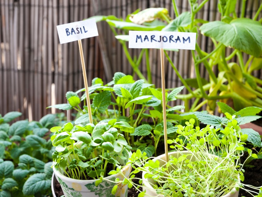 small pots of growing herbs outside