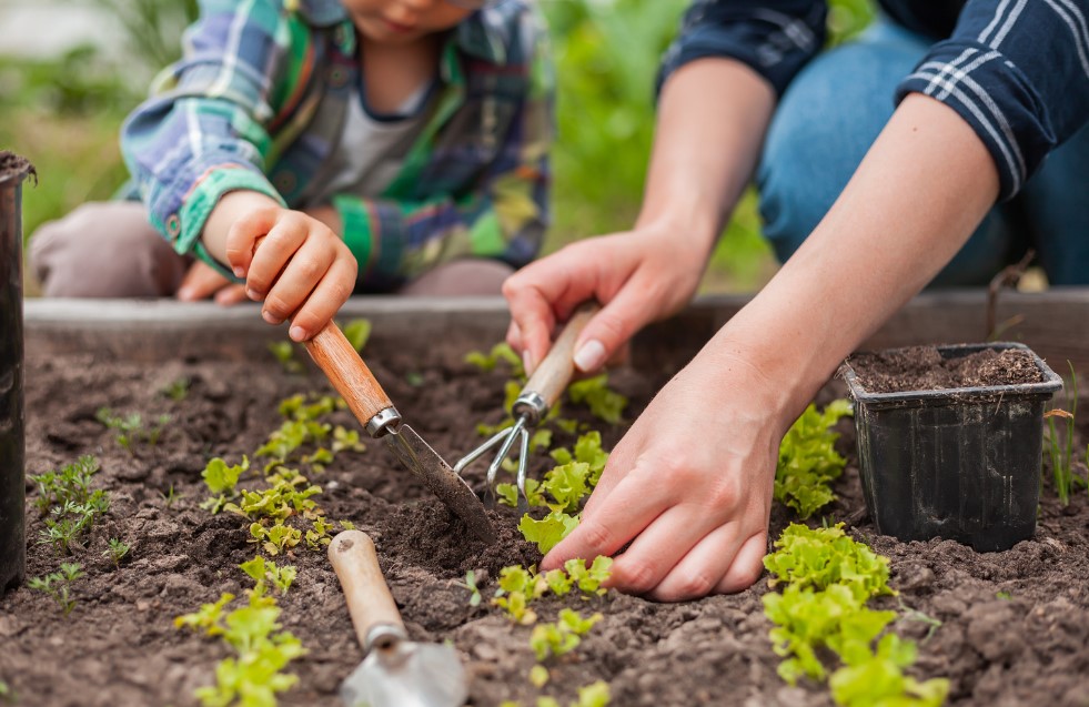 close up shot of hands planting garden vegetables