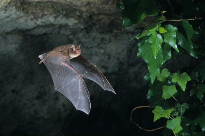 pipstrelle bat