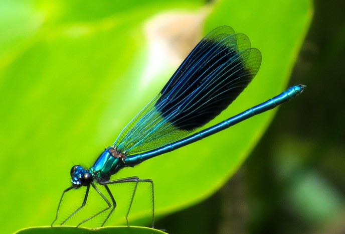 close up of a dragonfly on a leaf uk biodiversity