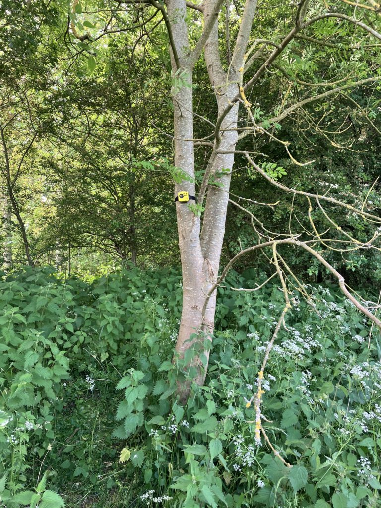 fai bird monitoring device attached to a tree