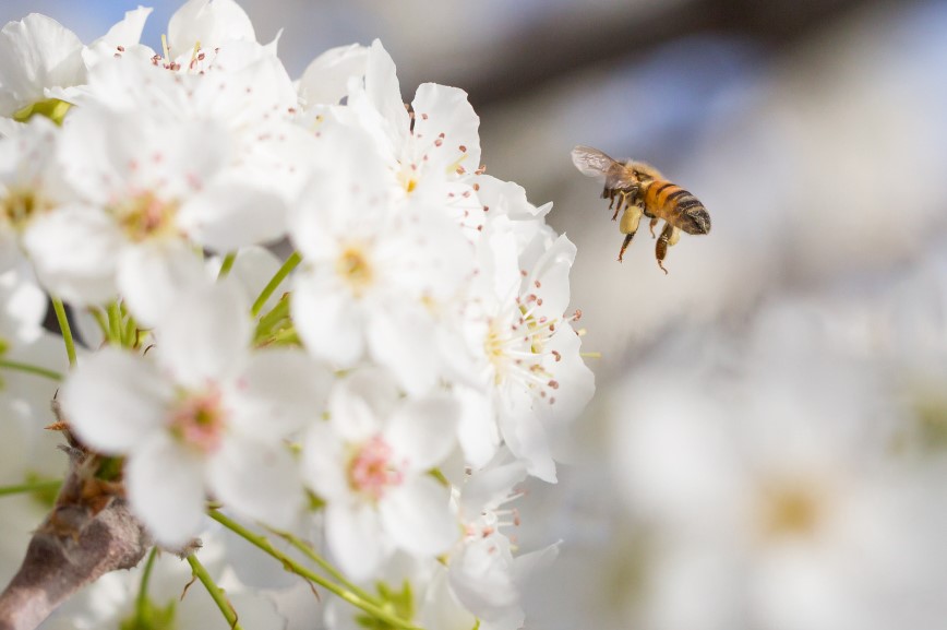 bee pollinating tree blossom