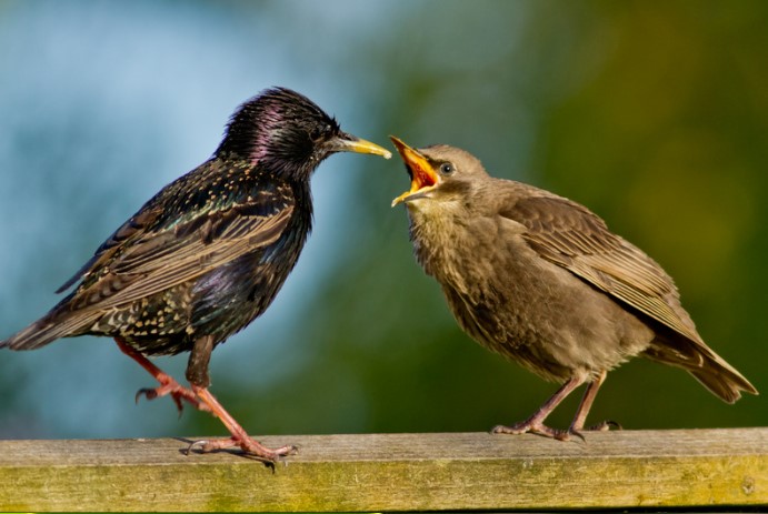 fledgling being fed by starling mother bird