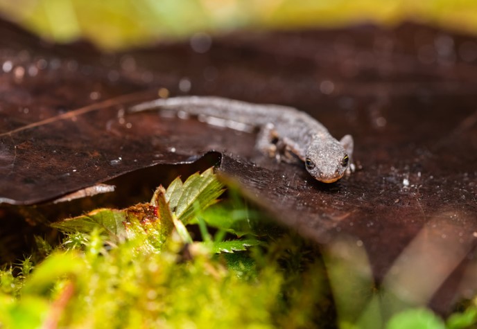 great crested newt
