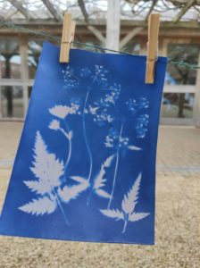 Sun prints workshop