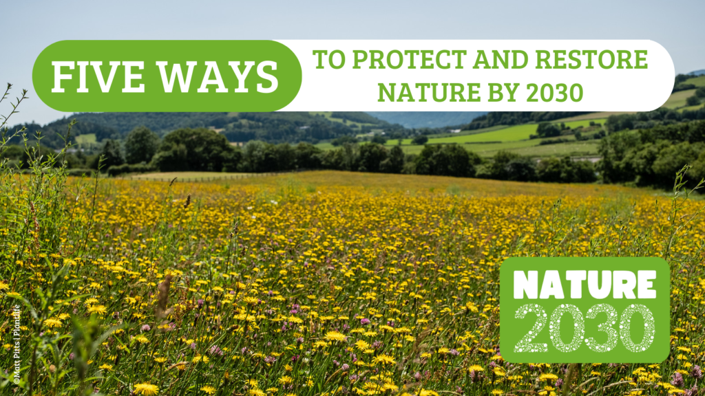 nature 2030 campaign image of wildflower meadow with message 5 ways to protect and restore nature by 2030