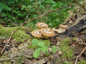 Fungi in the woods