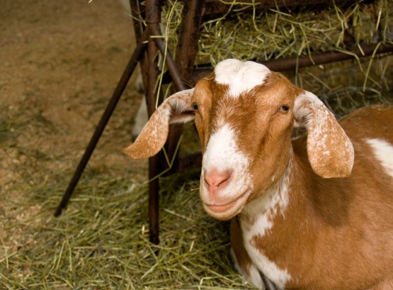 goat feeding in a shed