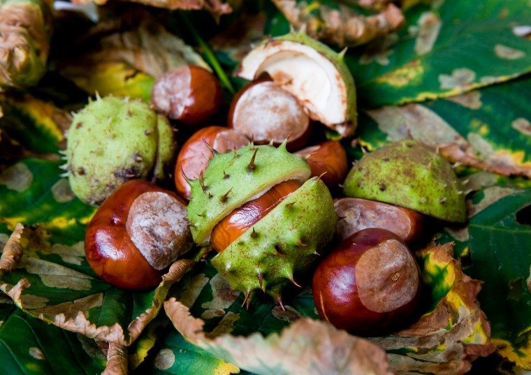 conkers fallen from the horse chestnut tree remind us of autumn