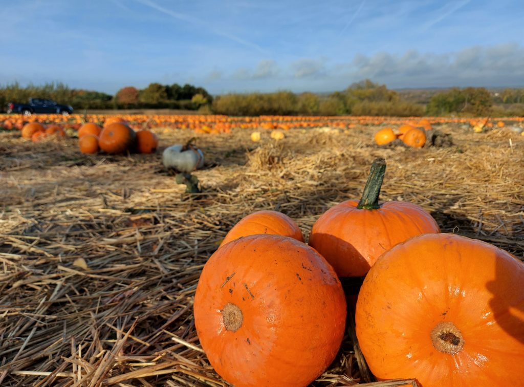 pumpkins autumn harvest 