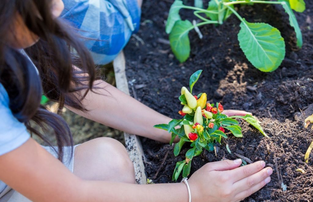 gardening at school