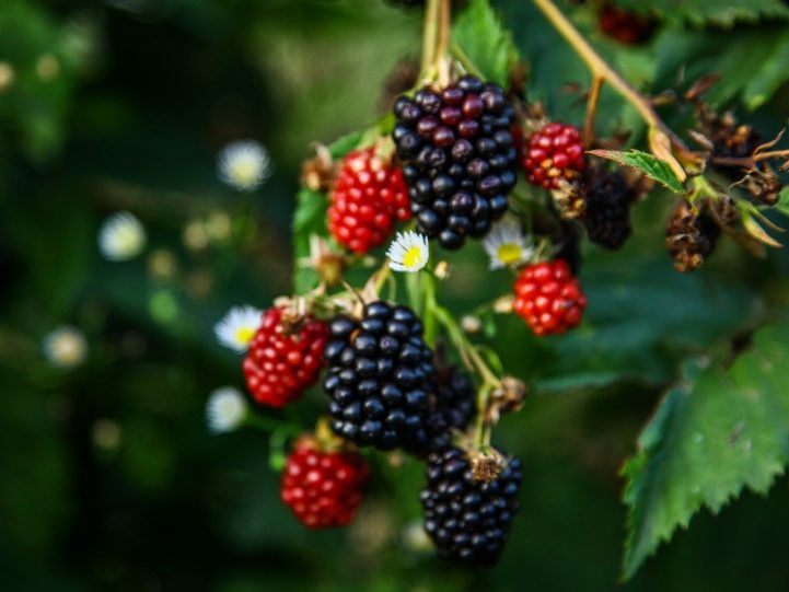 Blackberries growing wild in UK hedgerows
