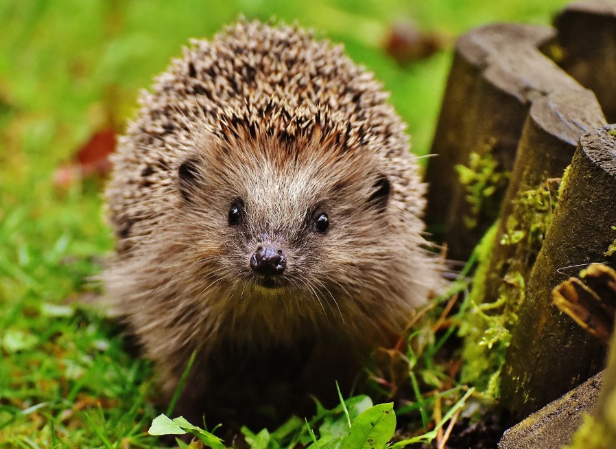 british hedgehog in a a garden