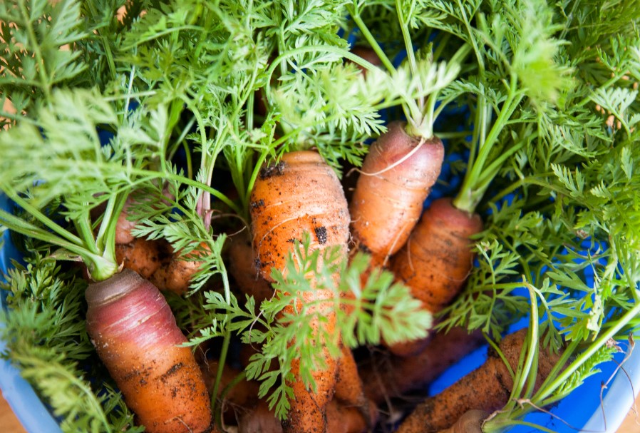 carrots from the ground