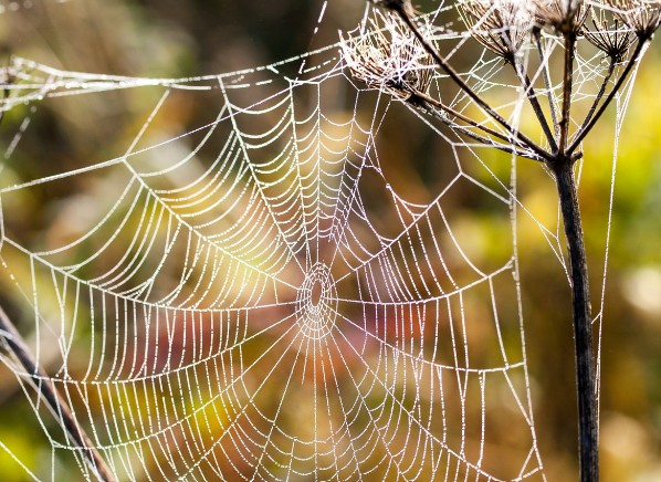spiderwebs nature's beauty