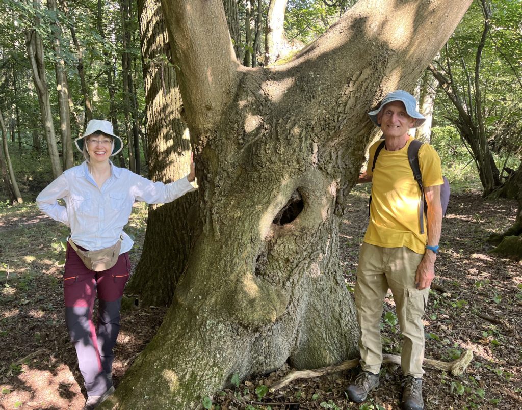 earth trust forester volunteers mapping ancient trees in little wittenham wood oxfordshire
