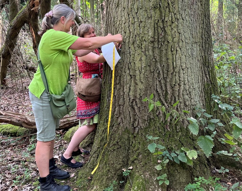 Earth trust forester volunteers mapping ancient and veteran trees in little wittenham wood oxfordshire safeguarding our future forests