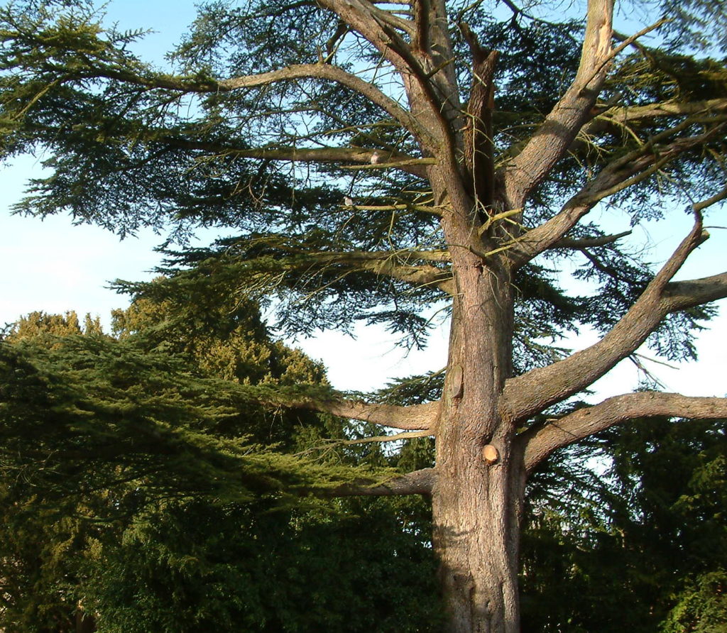 ancient and veteran trees in oxfordshire. large mature trees with wide canopy and signs of ageing.