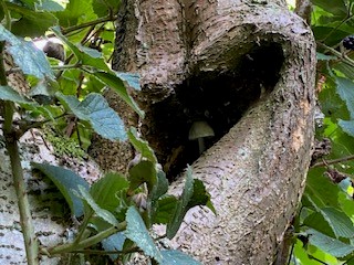 ancient and veteran trees supporting biodiversity in oxfordshire woodlands