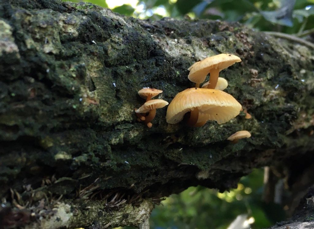 toadstools growing on the branch of an ancient tree in uk forest little wittenham woods oxfordshire