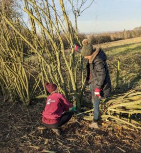 Hedgelaying at the Clumps