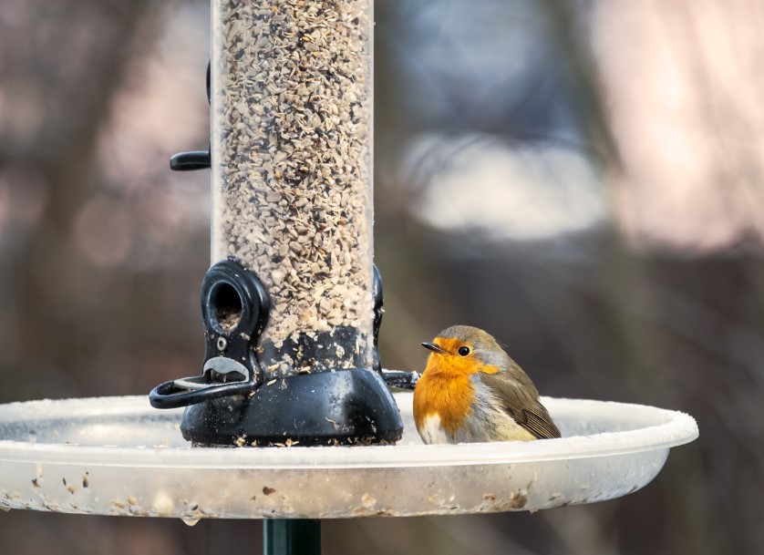 robin feeding from a garden birdfeeder in winter supporting nature