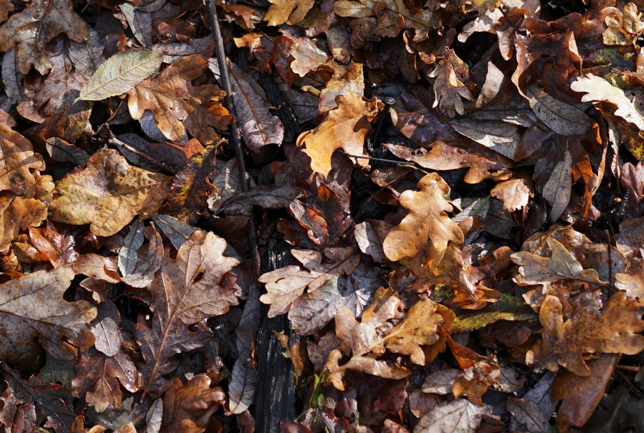 winter leaves on the ground supporting nature and biodiversity