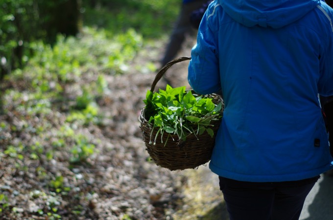 totally wild uk sustainable responsible foraging courses