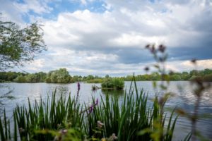 A lake with reeds in foreground