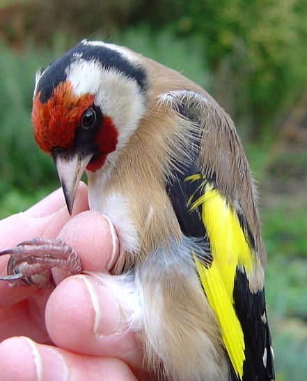bird ringing at little wittenham wood goldfinch bird species monitoring