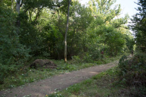 Coppicing