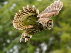 tawny owl british wildlife