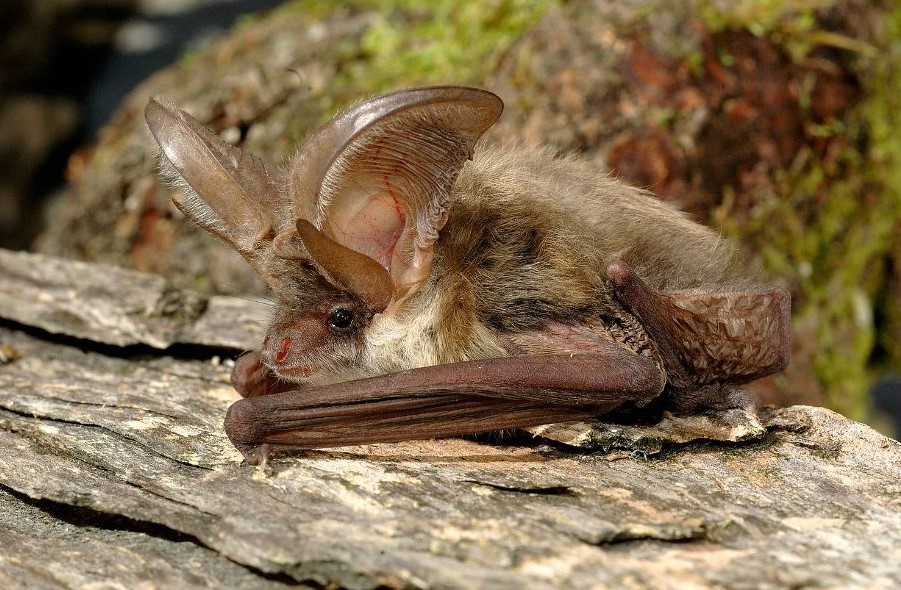 Brown long eared bat photo by Michel VIARD 