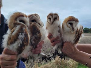 Owl conservation project resuce owl release programme