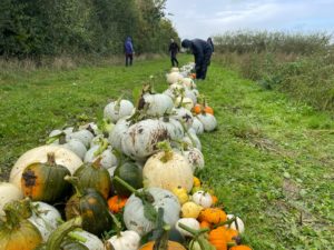 Pumpkin patch