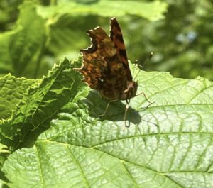 Coppice Coop - comma butterfly - Mike Towndrow