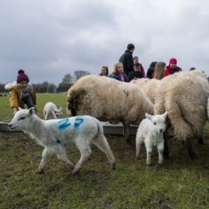 Earth School lamb feeding time