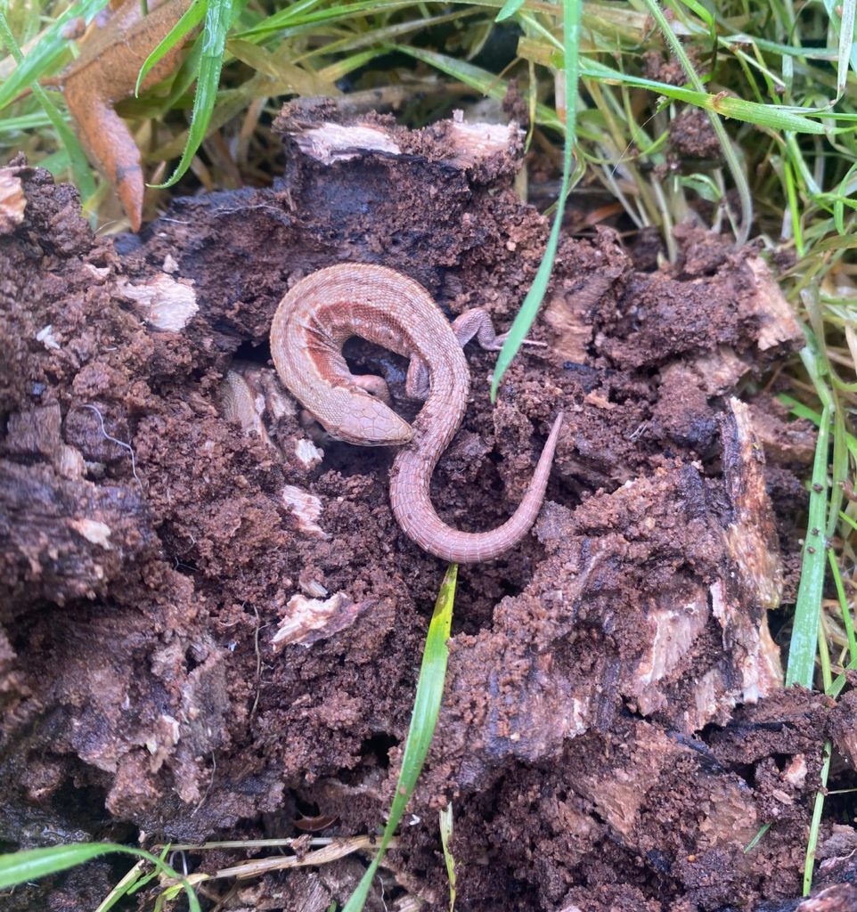 common lizard earth trust farmland biodiversity oxfordshire 