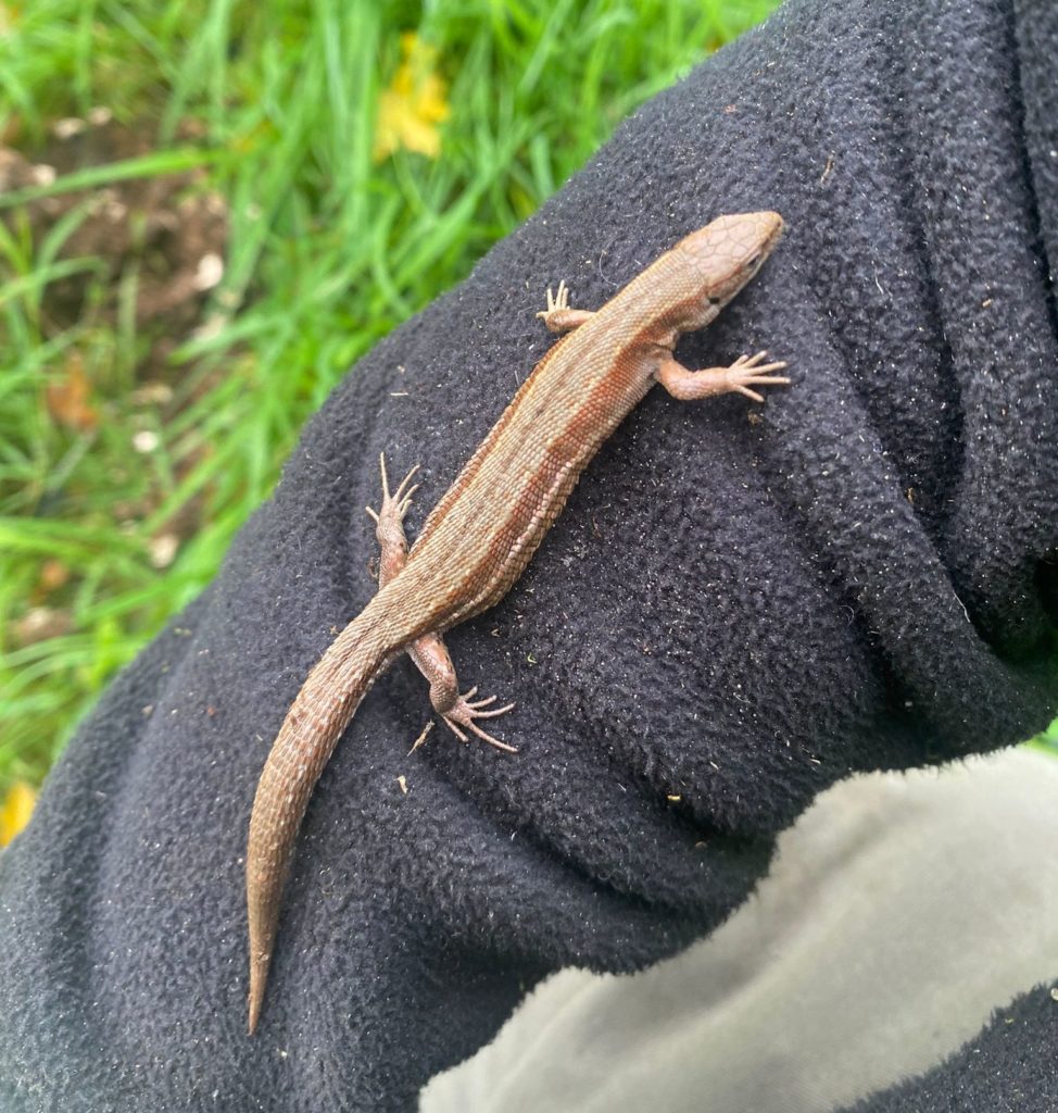 common lizard earth trust farmland biodiversity oxfordshire 