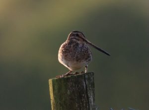 snipe at earth trust wetland habitat by river thames in oxfordshire