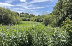 Abbey Fishponds community reserve