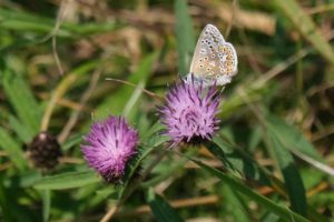 Common Blue Butterfly at Abbey Fishponds