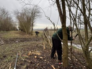 Volunteer hedgelaying