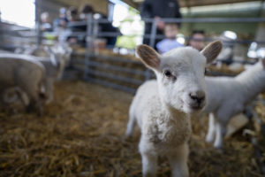 Earth Trust Spring Festival lambs