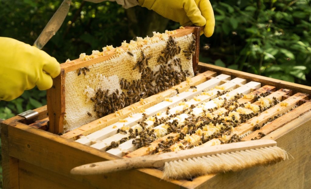 Beekeepers at Earth Trust farm