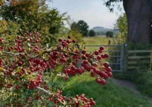 Autumn berries with a view of the Wittenham Clumps in the far distance.