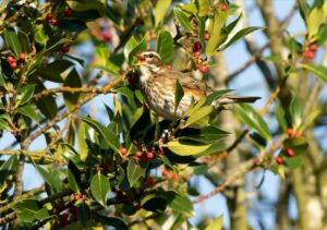 A fieldfare calling from amongst the branches of a tree.